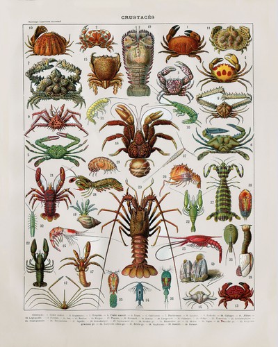 POSTER PRINT Crustaceans Crayfish Crab Shrimp Beach Decor Ocean Fauna Larousse - Picture 6 of 6