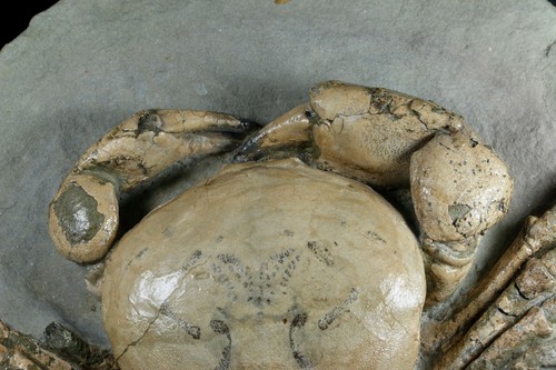 TUMIDOCARCINUS GIGANTEUS KRABBE FOSSIL MYOZÄN SÜDINSEL NEUSEELAND - Bild 6 von 6