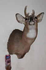 Whitetail Deer Head Shoulder Mount Taxidermy Cape Shed Antler Hunt Mule Rack