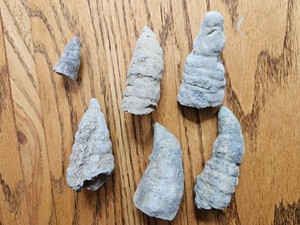 Zephrentis - Paleozoic Era Extinct Gray Horn Coral (6)