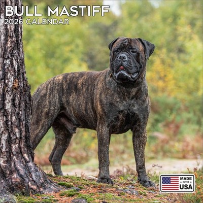 Bull Mastiff Calendar 2026 Dog Breed Wall Calendar Australia