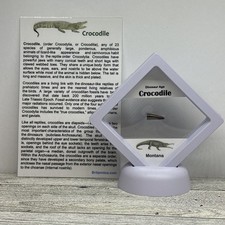 Dinosaur Age Crocodile Montana Tooth Fossil in Display Case