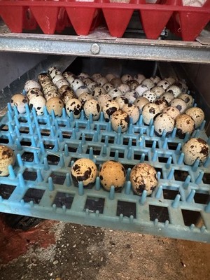 25 Premium Sunset Mix Coturnix Quail Fertile Hatching Eggs, NPIP Certified