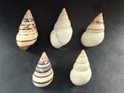 #Q Lot of 5 F+ Liguus Fasciatus w/locations on inside 41-46mm land snail shells — photo 1
