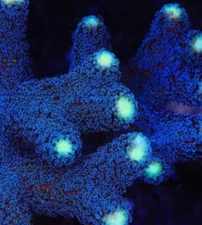 Live coral Blueberry Stylophora SPS Coral Fast Growing 2” Frag