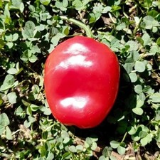 25 seeds Ecuador Red hot pepper easy grow planting garden spicy hot food