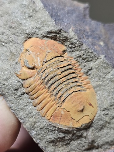 Fossil trilobite Symphysurus ebbestadi from Ordonician fezouata Morocco