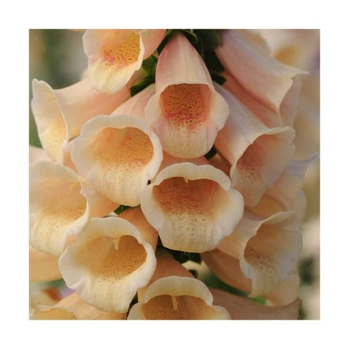 Eden Brothers Foxglove Seeds - Thumbnail 2