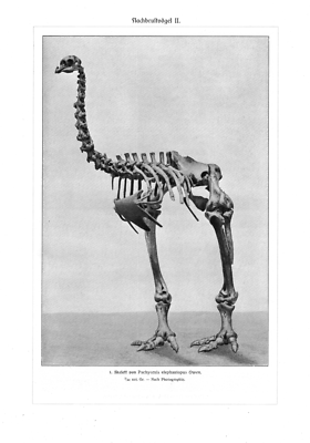 Skelett Elefantenfu - Moa Pachyornis elephantopus Druck von 1912  Ornithologie | eBay.de
