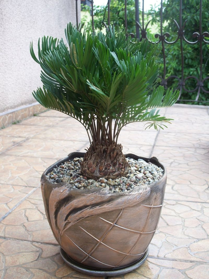 ZAMIA FLORIDANA coontie palm florida native cycad tree palms plant
