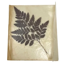 Unknown Dried Pressed Maple Leaf Fern from 1950s Mt. Clemens Michigan Warren
