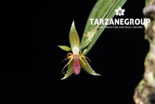 LEPANTHES HEXAPUS MINIATURE ORCHID MOUNTED