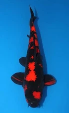 15" JAPANESE HI UTSURI KOI, SHINODA W/ CERTIFICATE S+ CSRAKOi