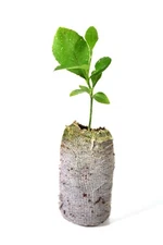 One tree plant meyer lemon NON GMO ORGANIC 5'' 7"