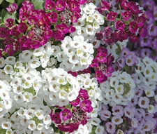 ALYSSUM PALETTA MIX Lobularia Maritima - 1,200 Bulk Seeds