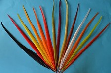 Cock  Centre Pheasant Tails  Colour Extracted (Bleached) and Dyed