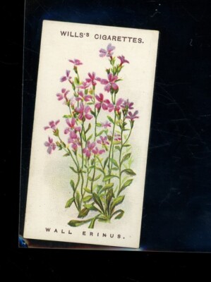 Will's Cigarettes A series of 50 Alpine Flowers Wall Erinus #4