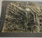 Keystone View Co. Stereoview Photo Cuckoo-Flower Flower Mustard Family — photo 2