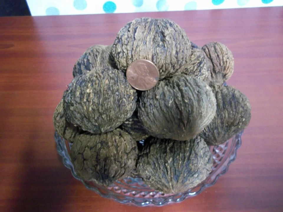 Iowa Organic Black Walnuts In Shell 2025 Crop ~ 15 Pounds ~ Float Tested - Image 4 of 4