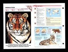 Siberian Tiger Wildlife Fact File Mammal Animal Card Home School Study 1.69