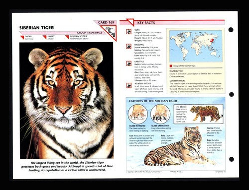 Siberian Tiger Wildlife Fact File Mammal Animal Card Home School Study | eBay Siberian Tiger Wildlife Fact File Mammal Animal Card Home School Study | eBay