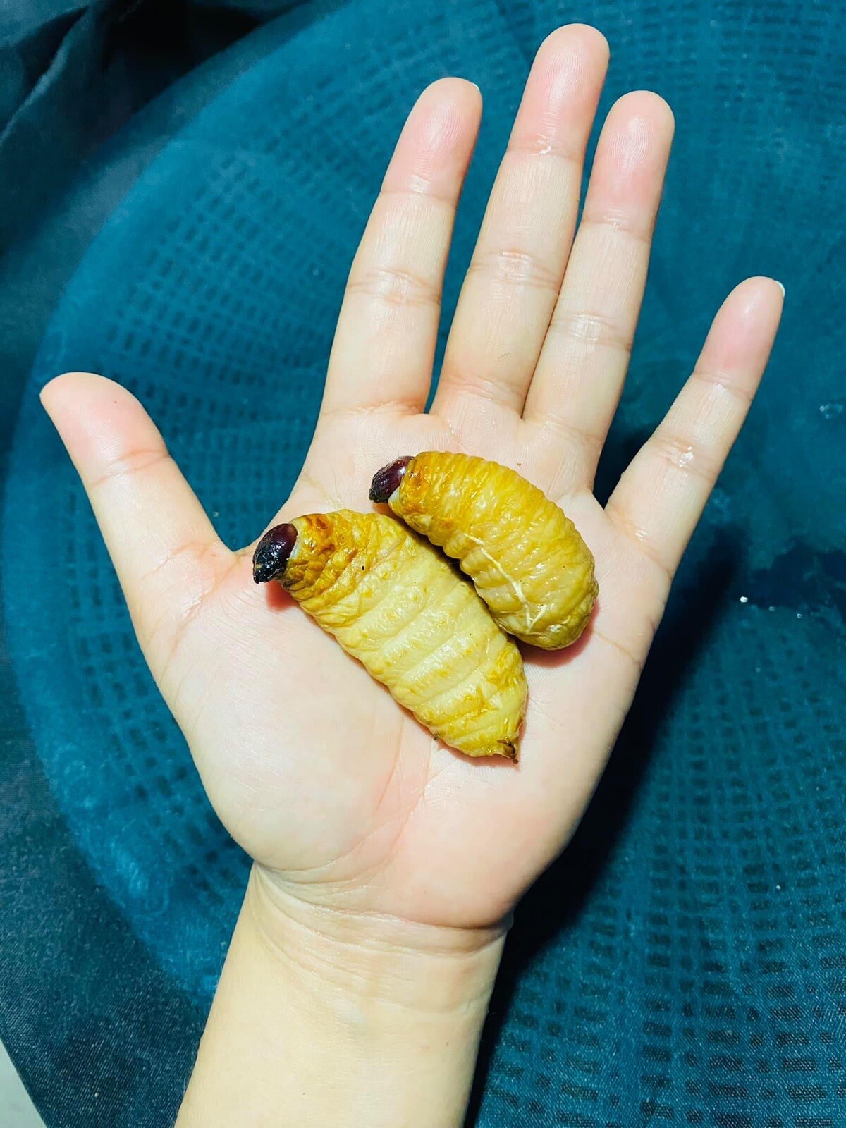 Sago Worms, Superfood, Exotic Food, Beetle insects Thailand 1KG