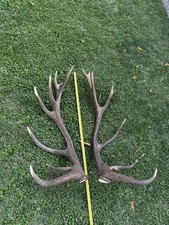 Coppia palchi corna di cervo caduche per collezione o arredo