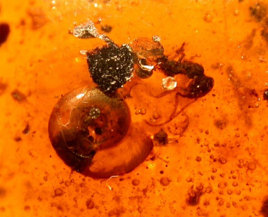 Cretaceous Snail Interacting with Ant in Burmese Amber Fossil Dinosaur Age