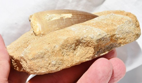 2416 Echter Mosasaurierzahn 2,1"" Marokko 4"" Matrix Dinosaurier Alter Mosasaurus fossil - Bild 6 von 6
