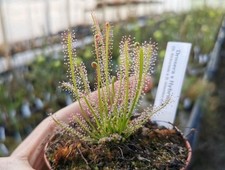 Fleischfressende Pflanzen Samen - Winterharte Exoten Für Balkon & Garten