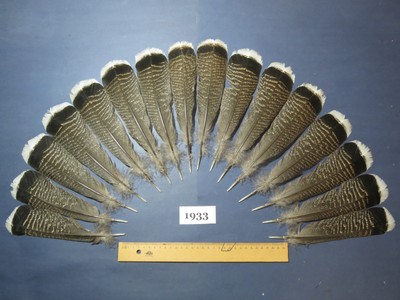 16 Stück Bronze Truthahnschwanzfedern, Fliegenbindematerial, lange Federn. (1933)