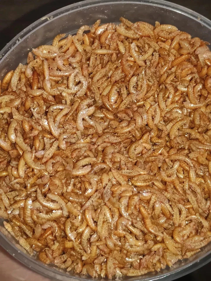 Gefriergetrocknete Gammarus Garnelen 1L - Fischfutter Schildkröte Terrapin Ko... - Bild 3 von 4