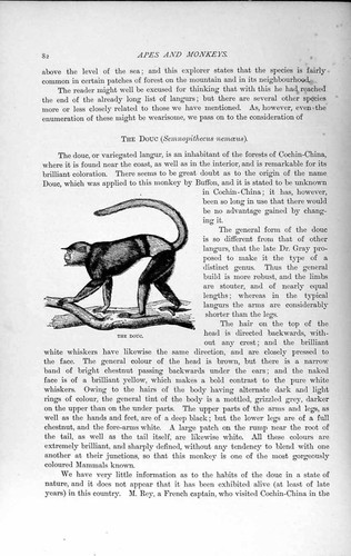Original Old Antique Print Natural History 1893-94 Douc Semnopithecus Nemoeus