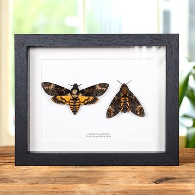Deaths Head Hawk Moth Pair In Box Frame (Acherontia atropos)
