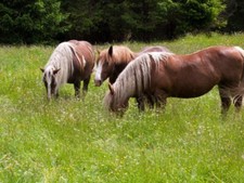 Pferdeweide Saatgut Samen Mischung mehrjährig trittfest Kräuter Gräser Koppel