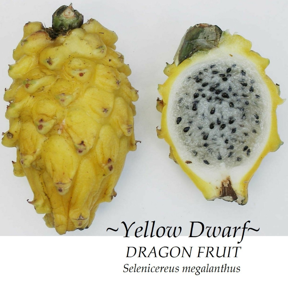 Yellow Dwarf~ DRAGON FRUIT Pitaya Cactus Selenicereus megalanthus