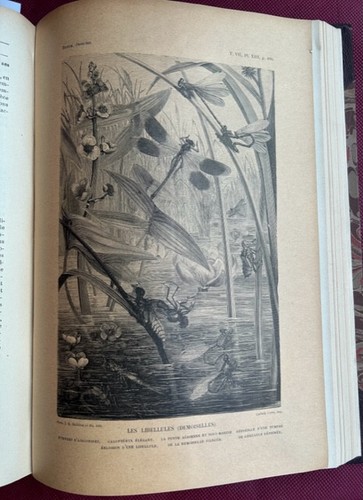 BREHM (Alfred Edmund), Les insectes. Les pyriopodes, les arachnides 1892 - Bild 5 von 7