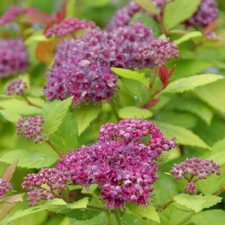 Spiraea Double Play Dolly Japonica Very Durable & Easy Care In Live Plant 4" Pot