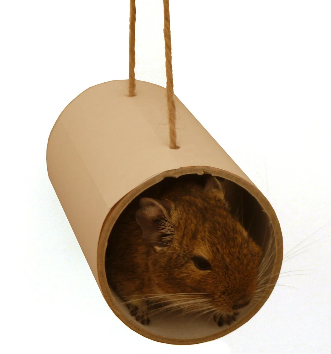 Degu toys and accessories sales
