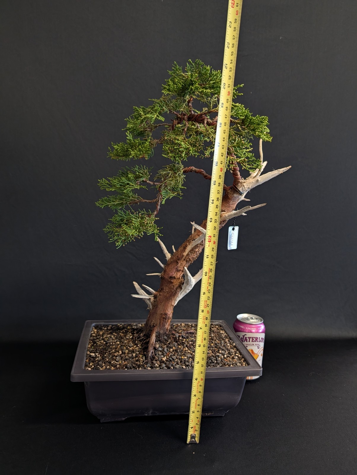 Juniper Shampaku Bonsai Tree, LIVE Plant, Informal Bunjin Literati Jin Nebari!