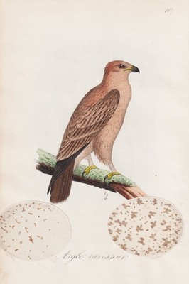 Aigle ravisseur eagles Adler Vogel Vögel Ornithologie Lithographie Dubois 1868