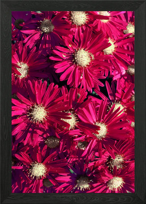 Lebendige rosa Blumen gerahmtes Wandbild Poster Leinwanddruck Bild