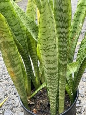 3 Sansevieria HAWAII GROWN Starter Leaf CUTTINGS Snake Plant Organic