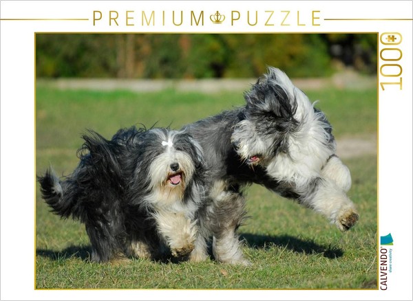 Calvendo Puzzle Bearded Collies At Play | 1000 Pieces, Finished Size 25.2 × 18.9-image