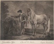 A Swedish Horse, 20x18" Framed Etching by Johann Elias Ridinger (1698 - 1767)
