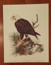Roger Tory Peterson Bald Eagle Print 1974