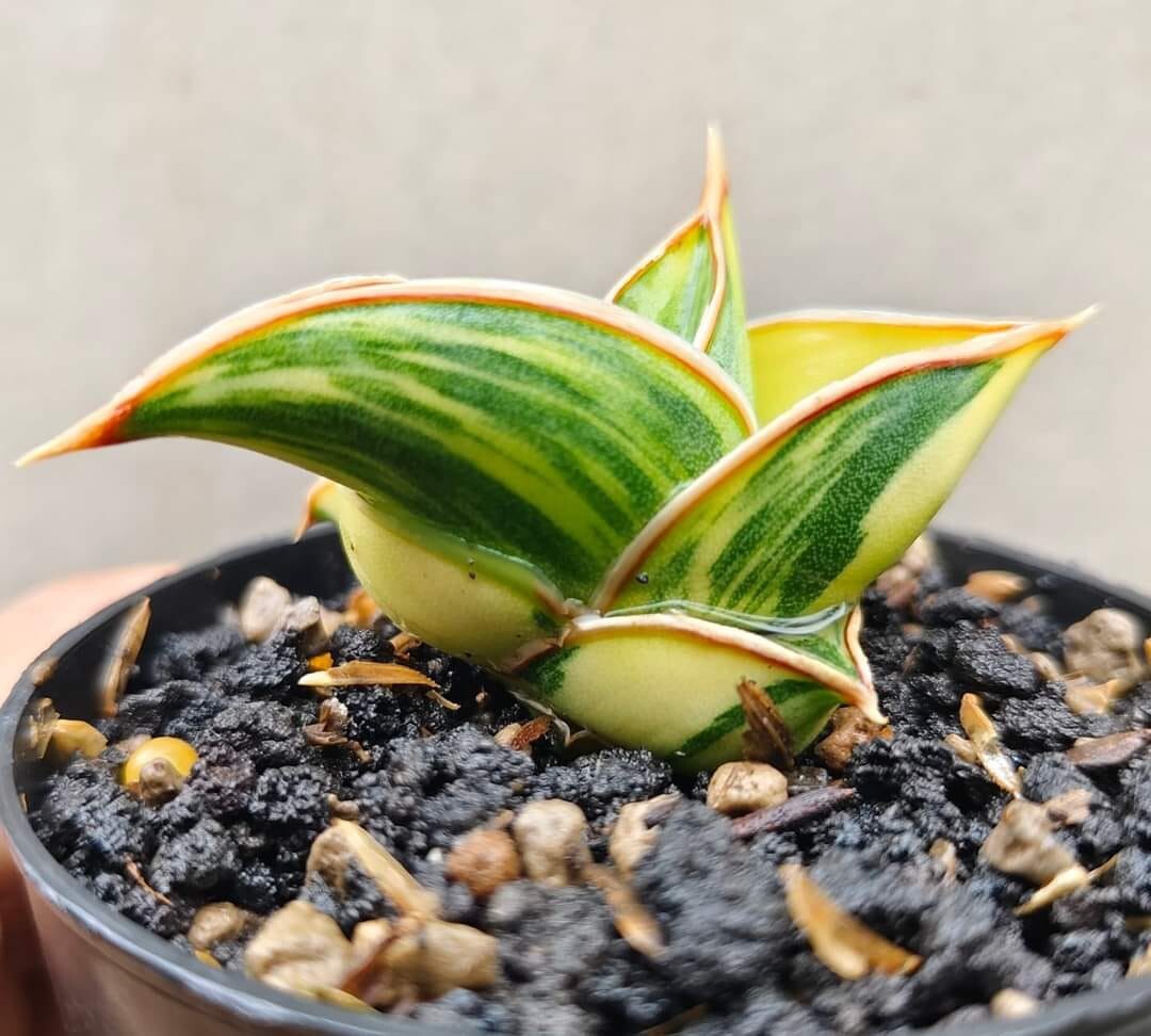 Sansevieria Rorida Variegated unique plant tropical house | eBay