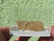 Knochenfragment vom Triceratops oder Edmontosaurus aus South Dakota USA