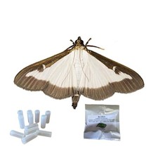 Box Tree Pheromone Refill - 4 x Lures
