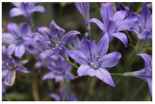 20 Triteleia Queen Fabiola Summer Flowering Bulbs Triplet Lily Blue Flower Corms